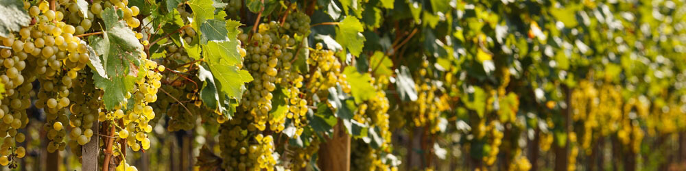 Cépages blancs des vins italiens - Enoteca Divino