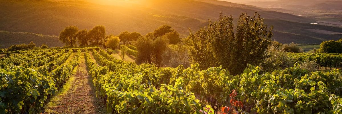 Pack 2 bouteilles de grands vins de Toscane - Enoteca Divino